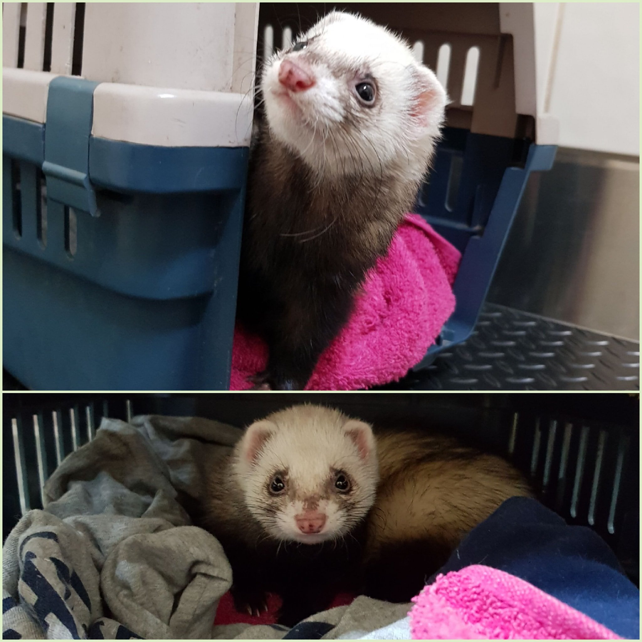 The BEST Vets in Golden Square VIC Golden Square Veterinarians