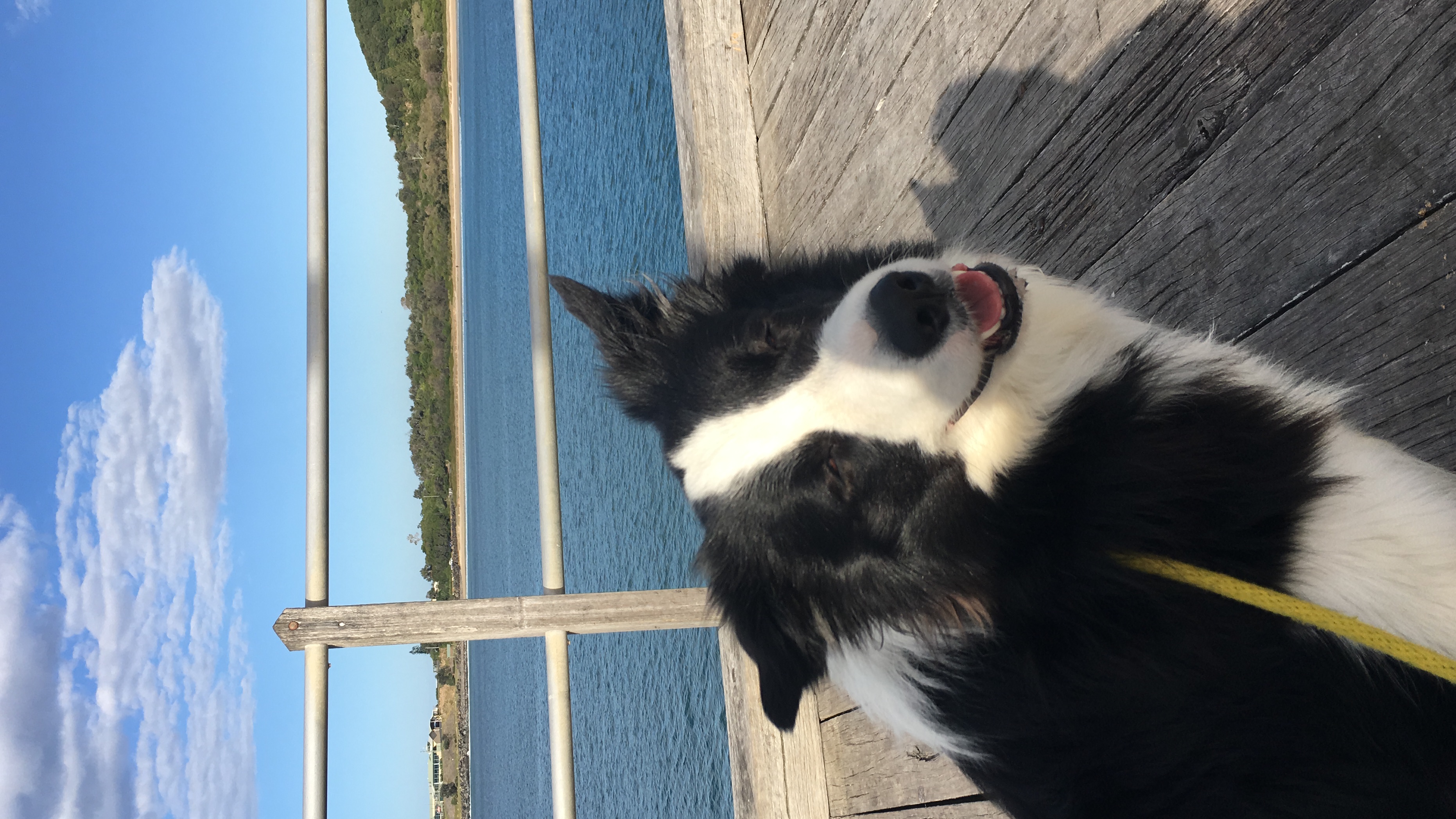 10 BEST Dog Boarding Kennels in Northern Rivers NSW Localsearch