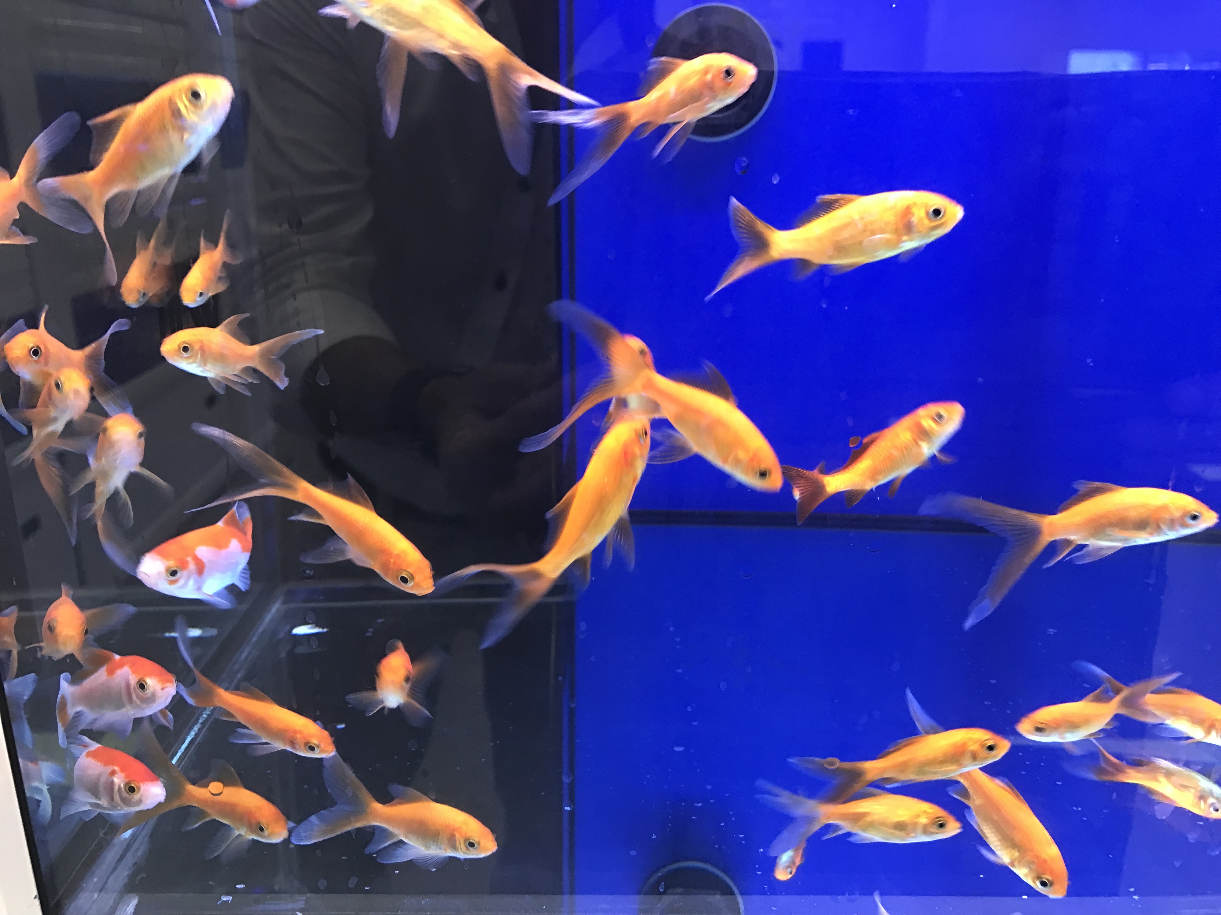 Absolute fish hot sale and pets