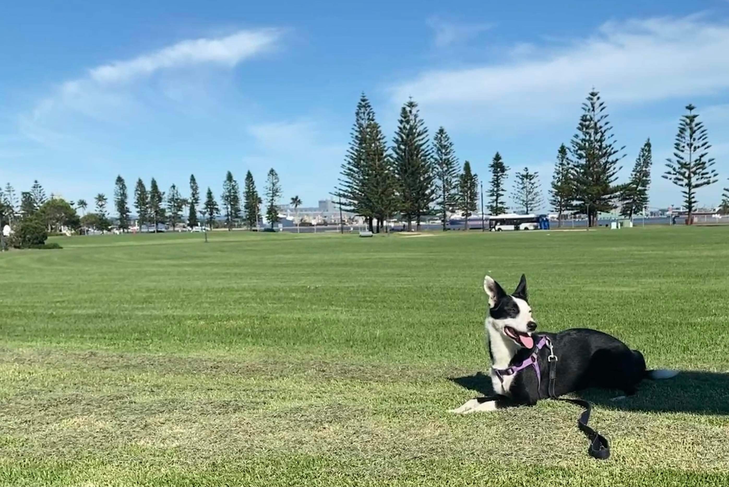 10 BEST Dog Trainers in Gold Coast QLD Localsearch