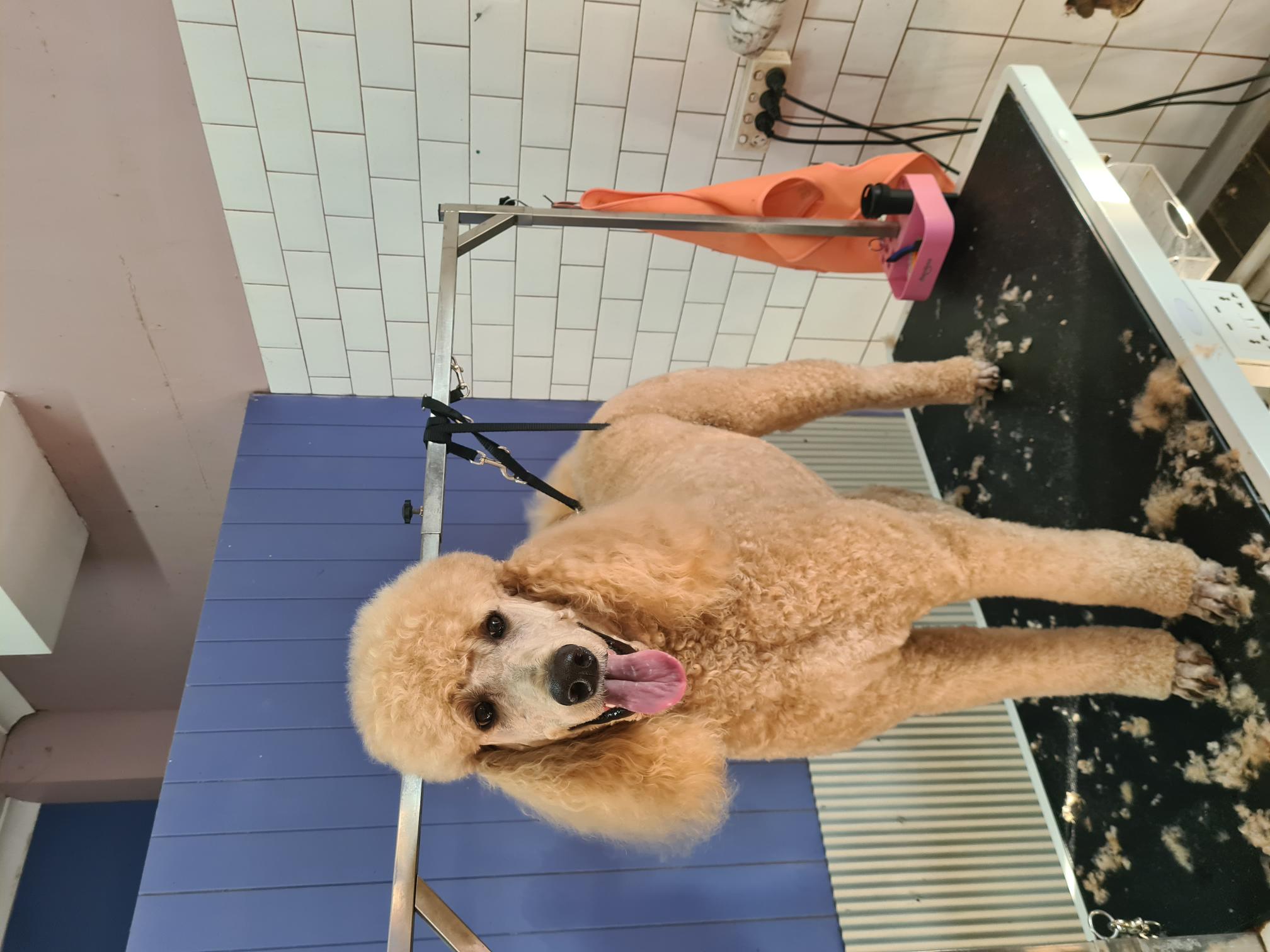 Grooming Salon Petstock Dog Wash Shop The Groomer Pet Salon Spa Discount
