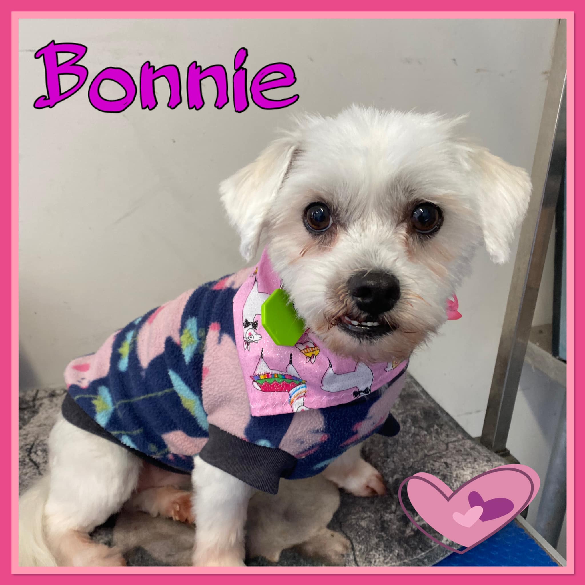 10 BEST Dog Grooming in Yandina QLD 4561 Localsearch