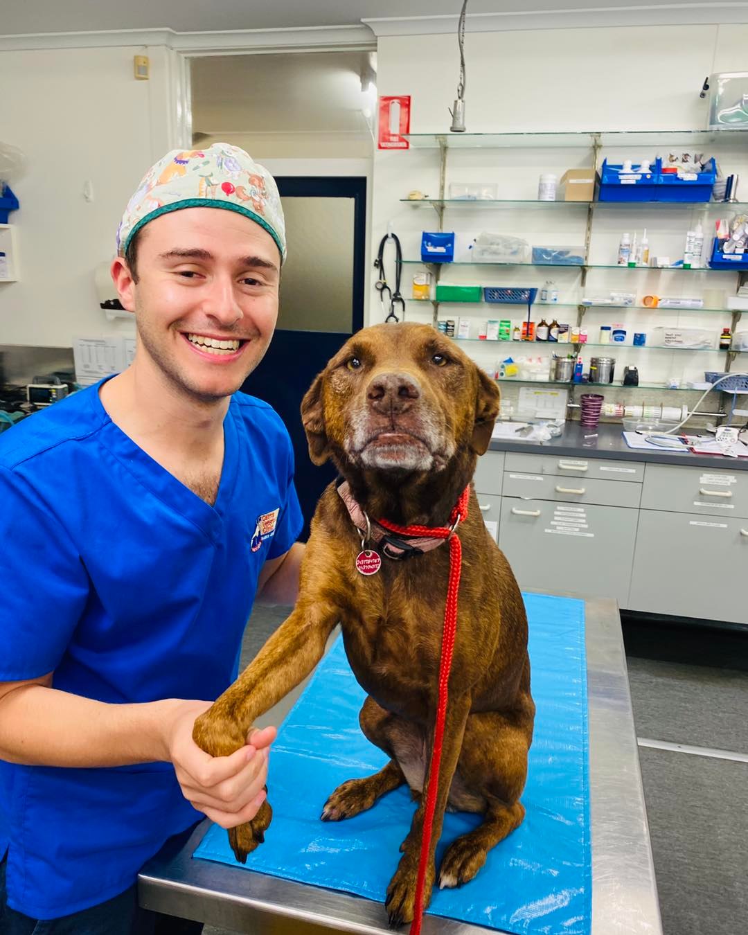 The BEST Vets in Gordonvale QLD 4865 Gordonvale Veterinarians