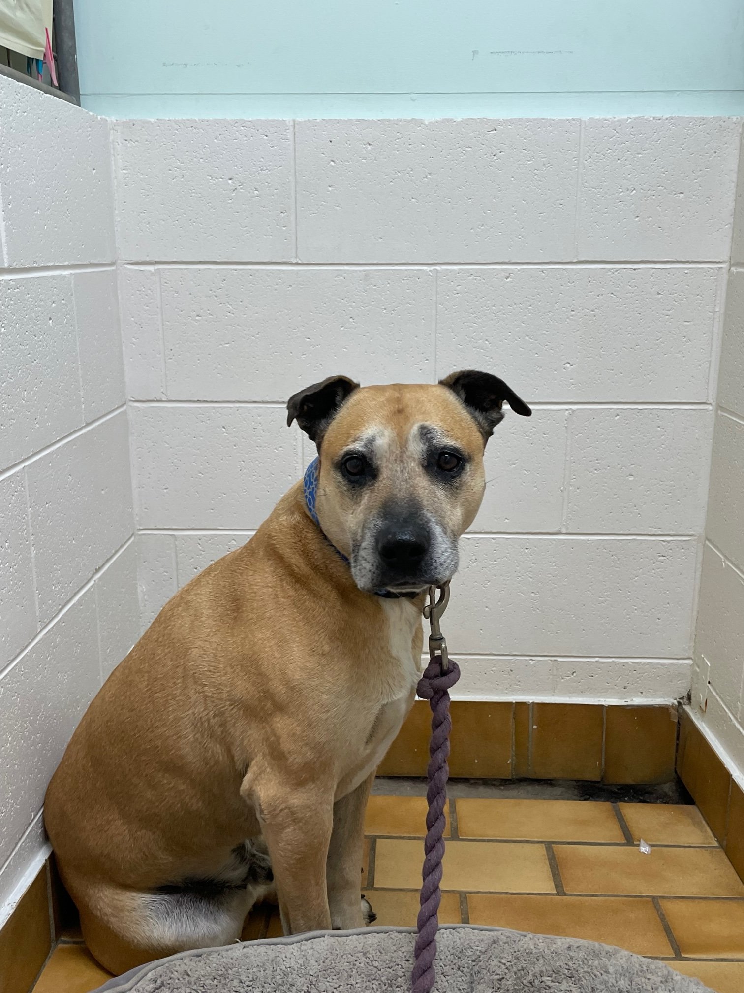 10 BEST Vets in Toormina NSW 2452 Toormina Veterinarians