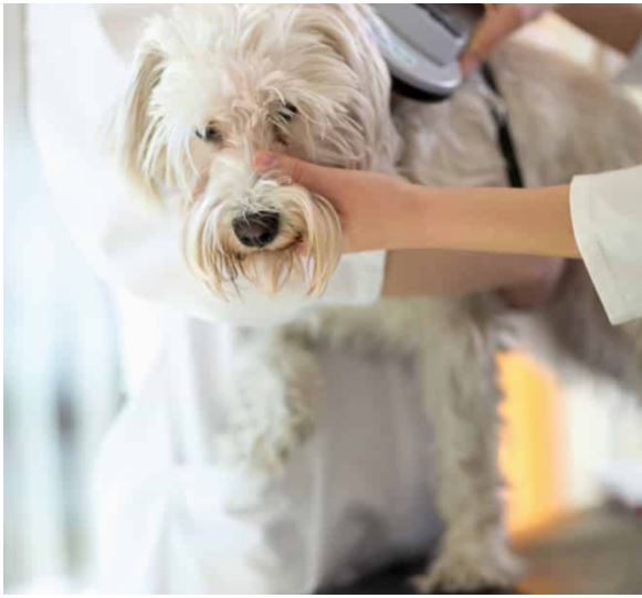 10 BEST Vets in Sawtell NSW 2452 Sawtell Veterinarians Localsearch