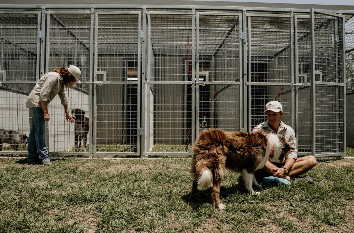Dog Kennels Doggy Day Care Southern Suburbs Dog Walking In