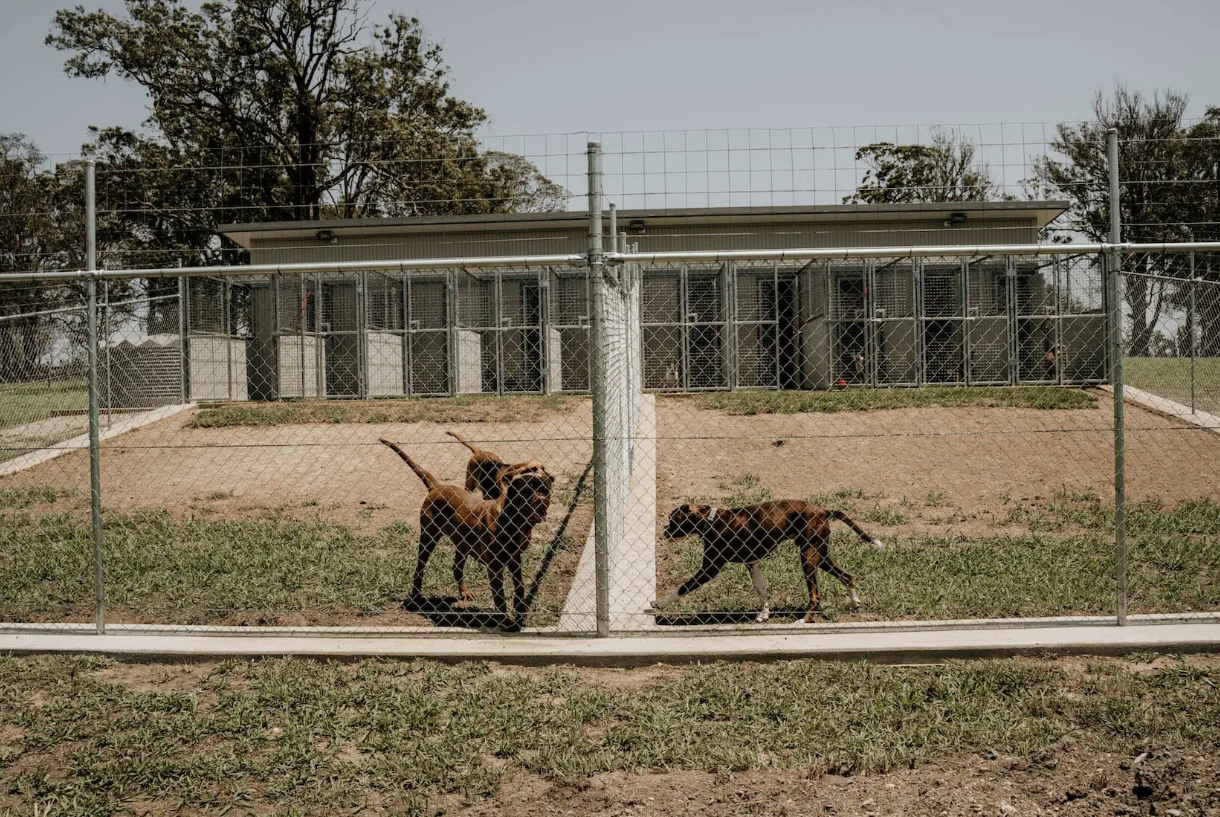 Seven clearance oaks kennels