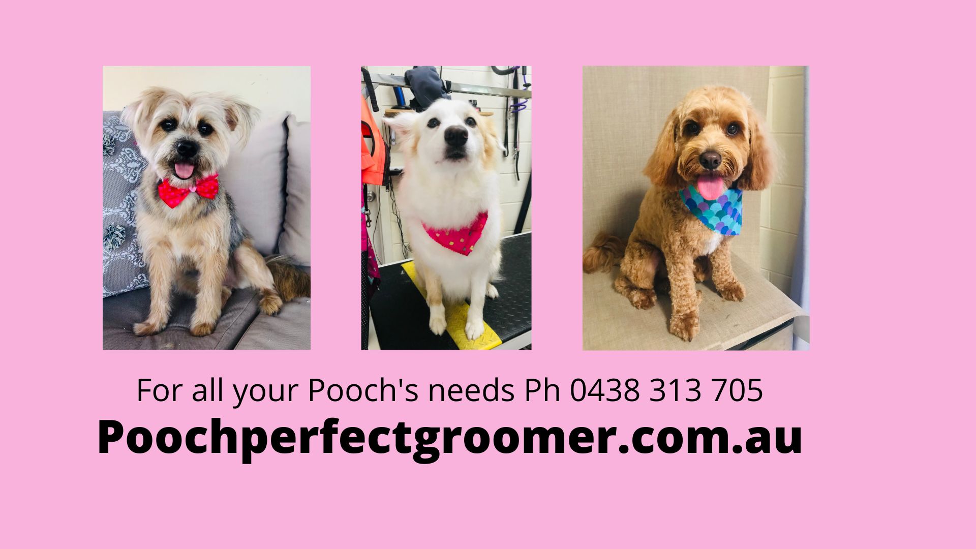 10 BEST Dog Grooming in Westcourt QLD 4870 Localsearch