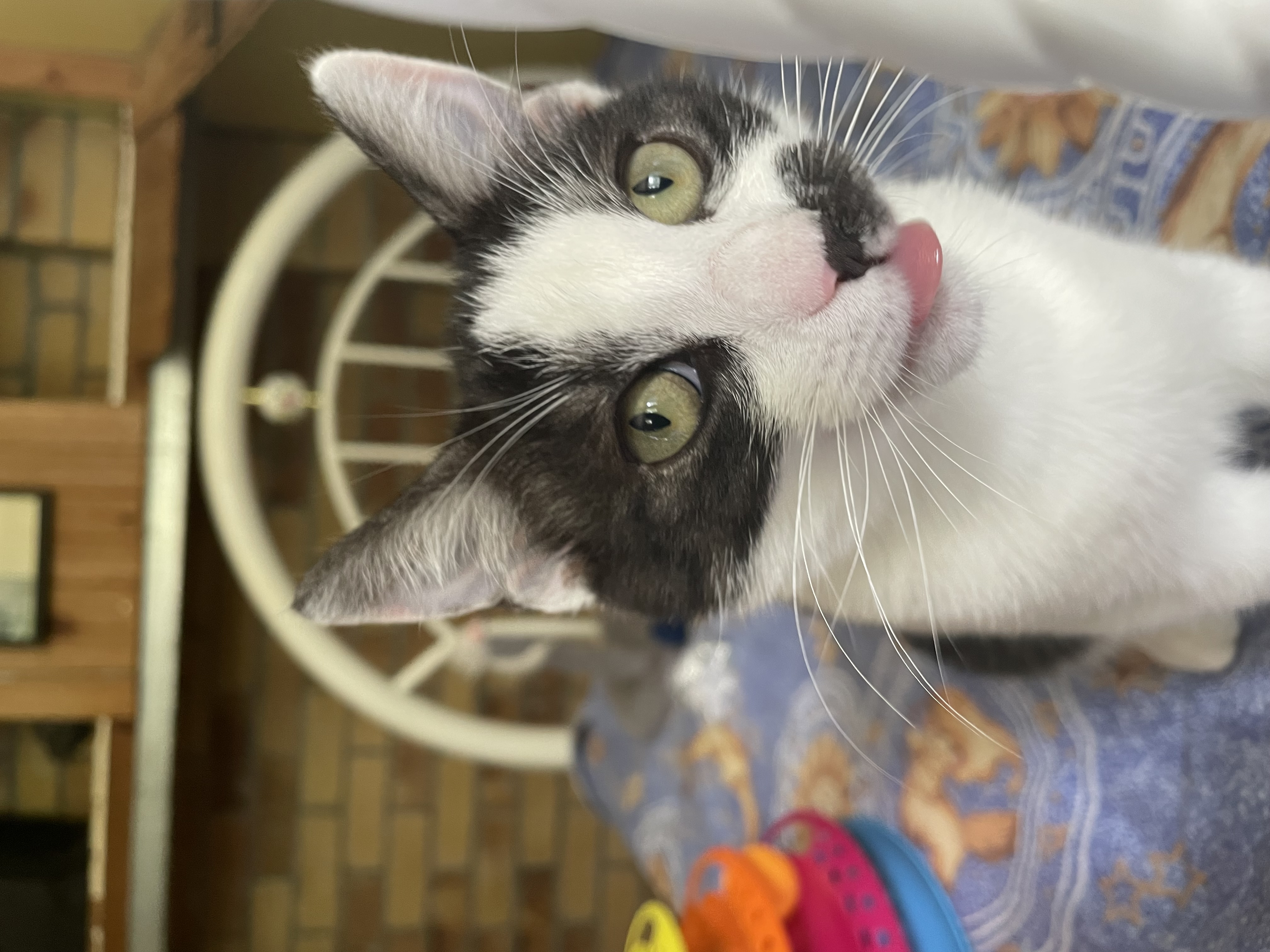 The BEST Dog Boarding Kennels in Riverside NSW 2444 Localsearch