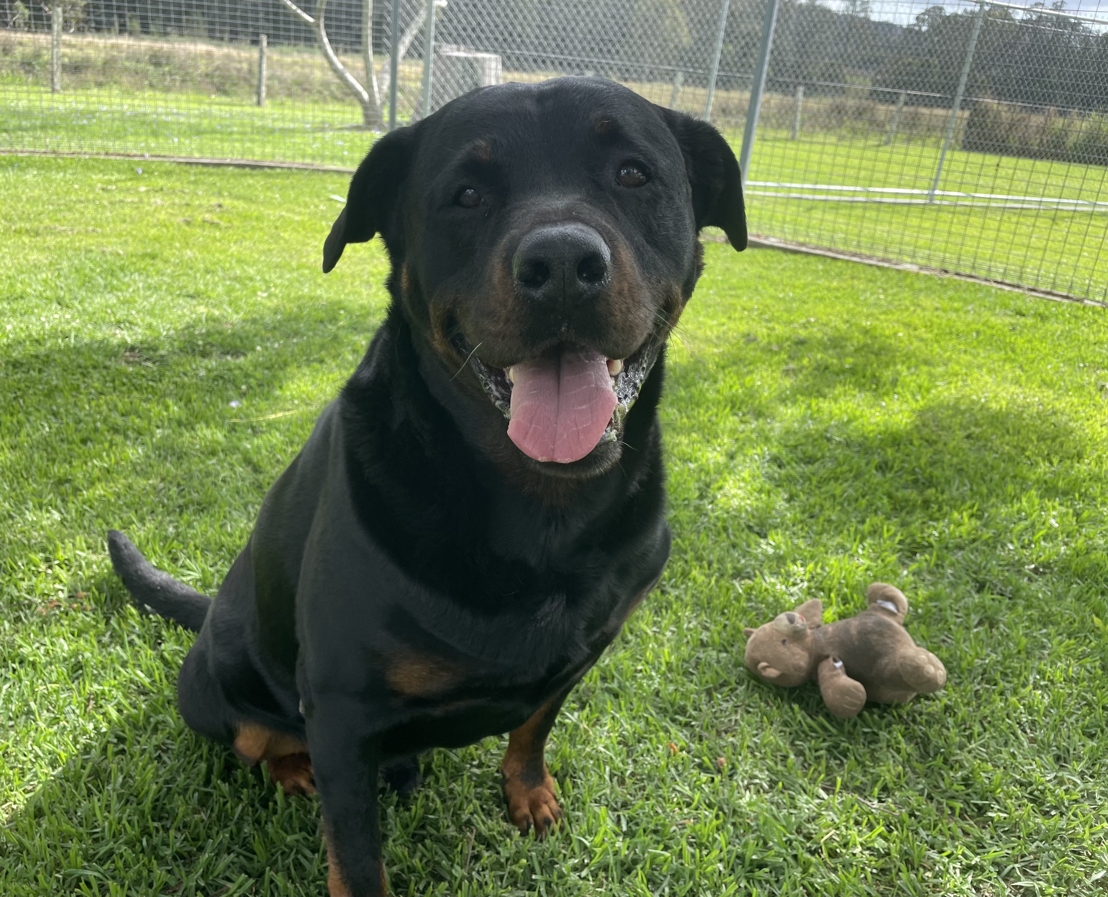 The BEST Dog Boarding Kennels in Laurieton NSW 2443 Localsearch