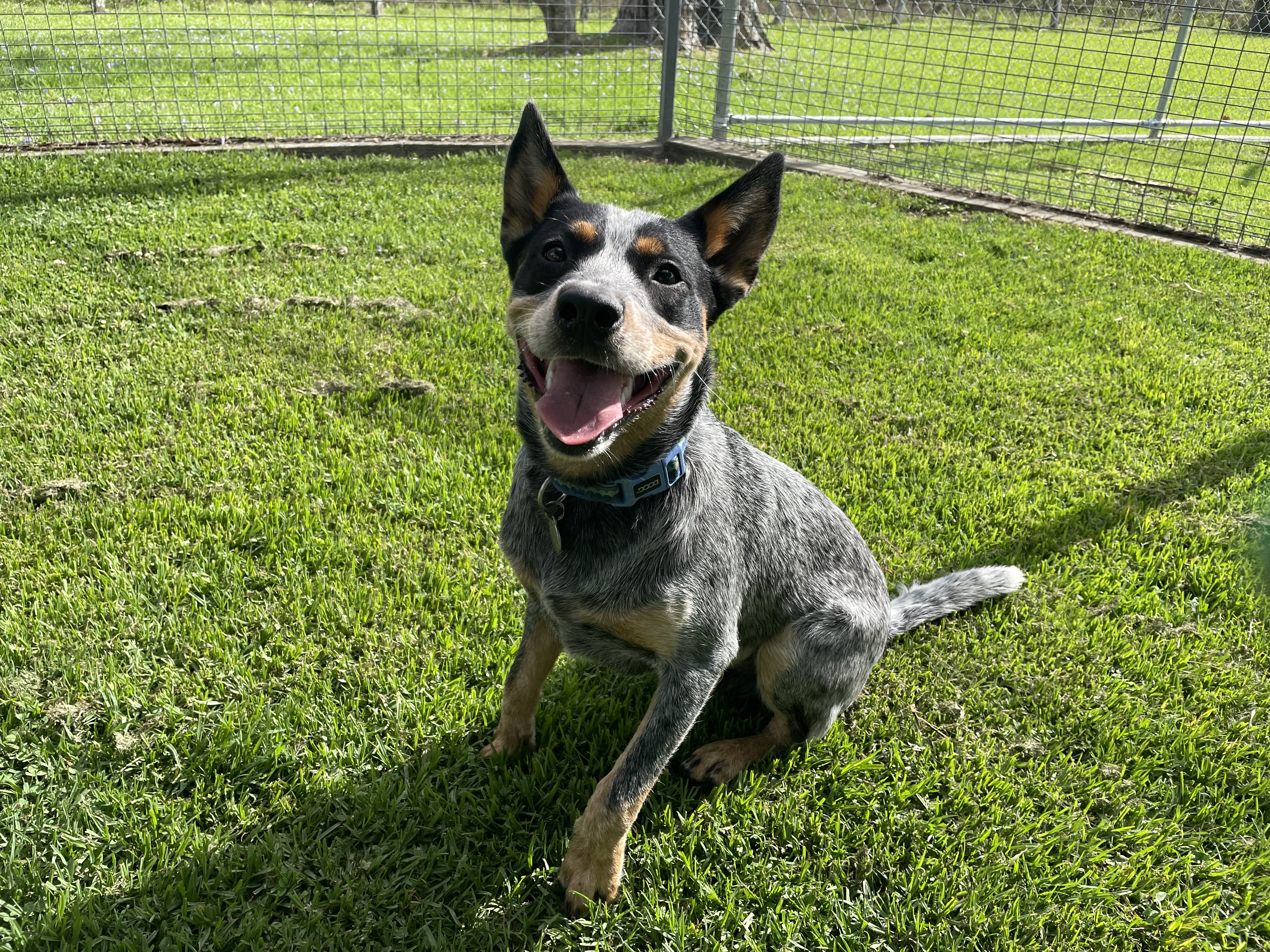 The BEST Dog Boarding Kennels in Laurieton NSW 2443 Localsearch