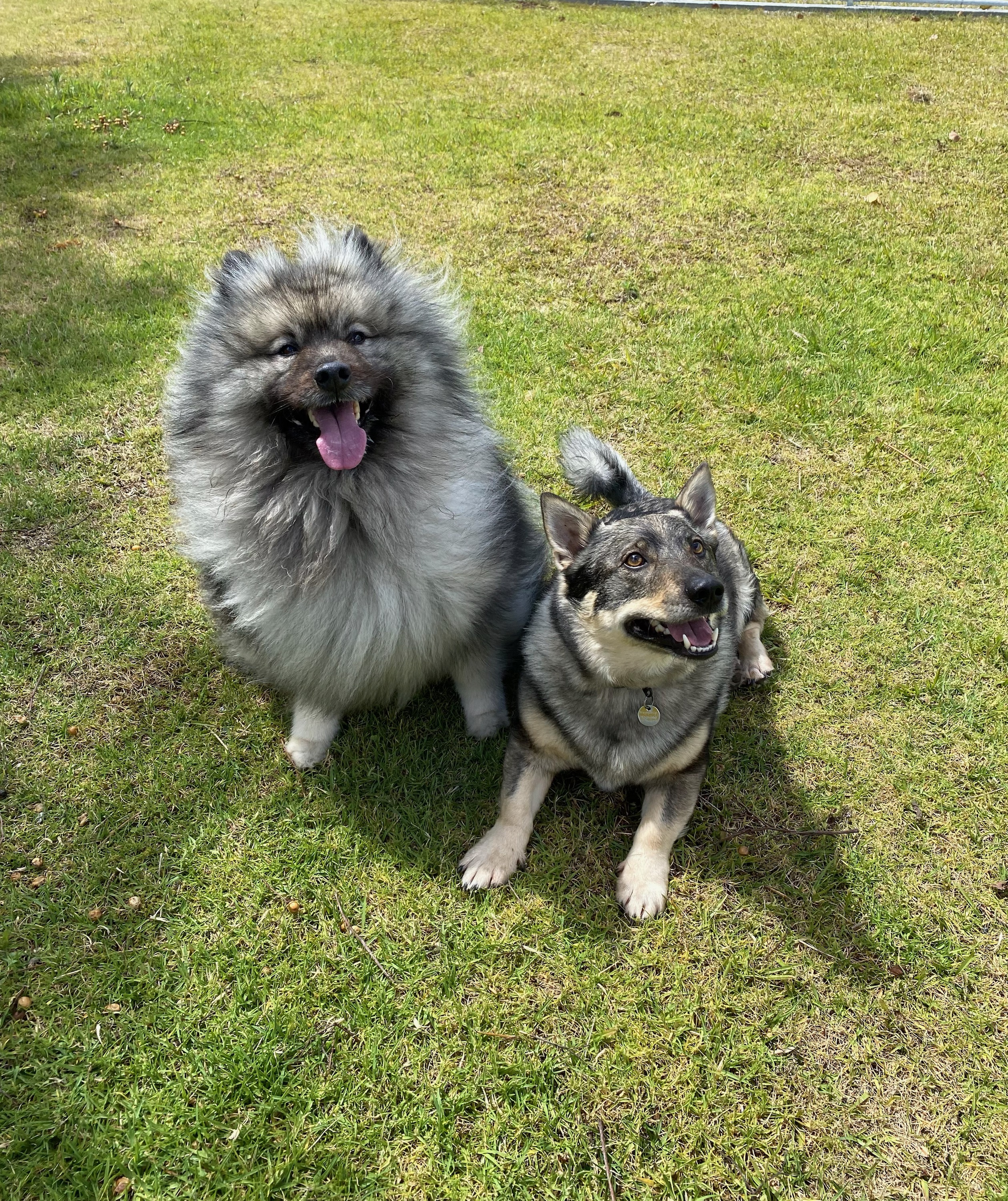 The BEST Dog Boarding Kennels in Rosewood NSW 2446 Localsearch