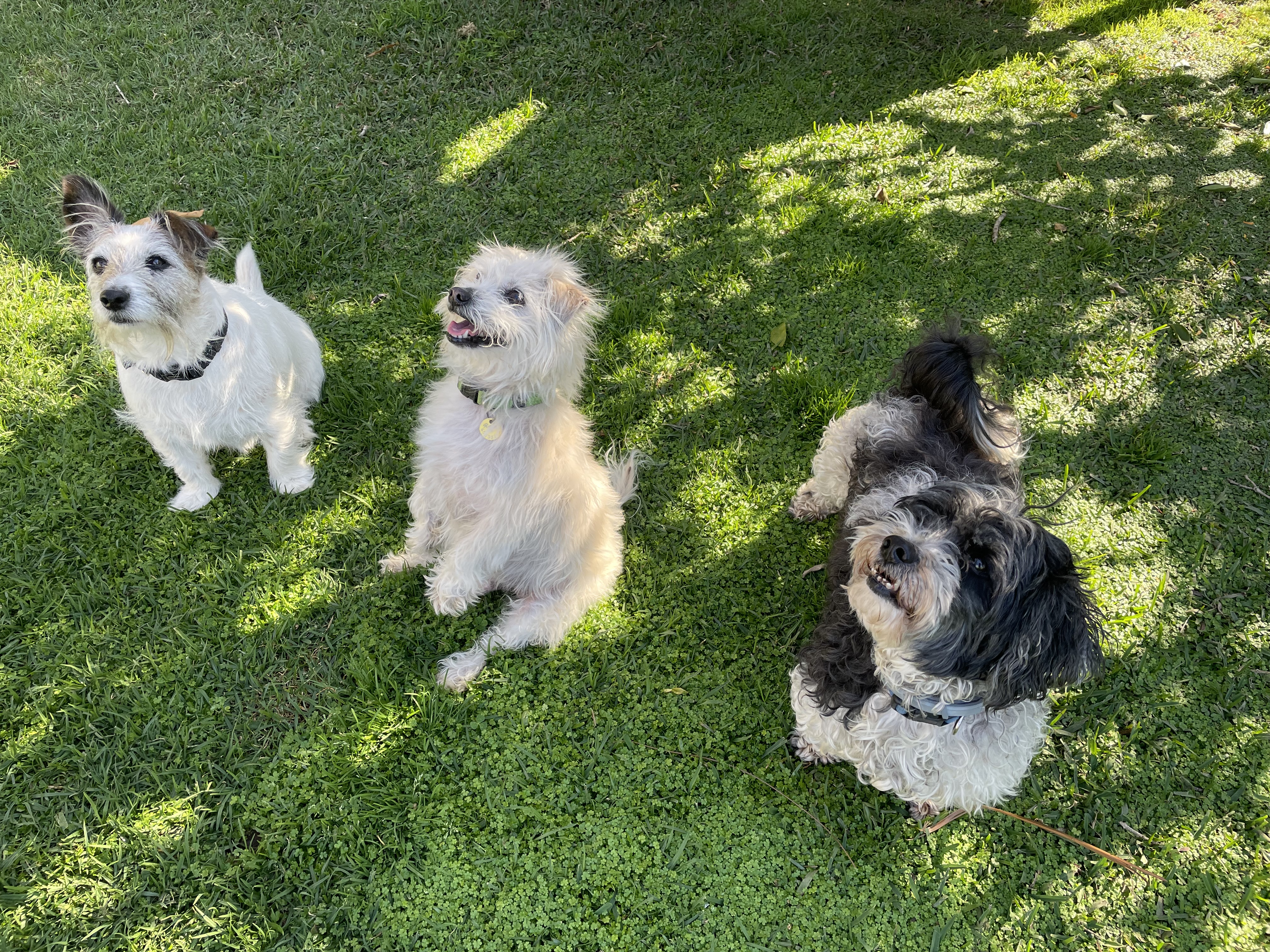 10 BEST Dog Boarding Kennels in Port Macquarie NSW Localsearch