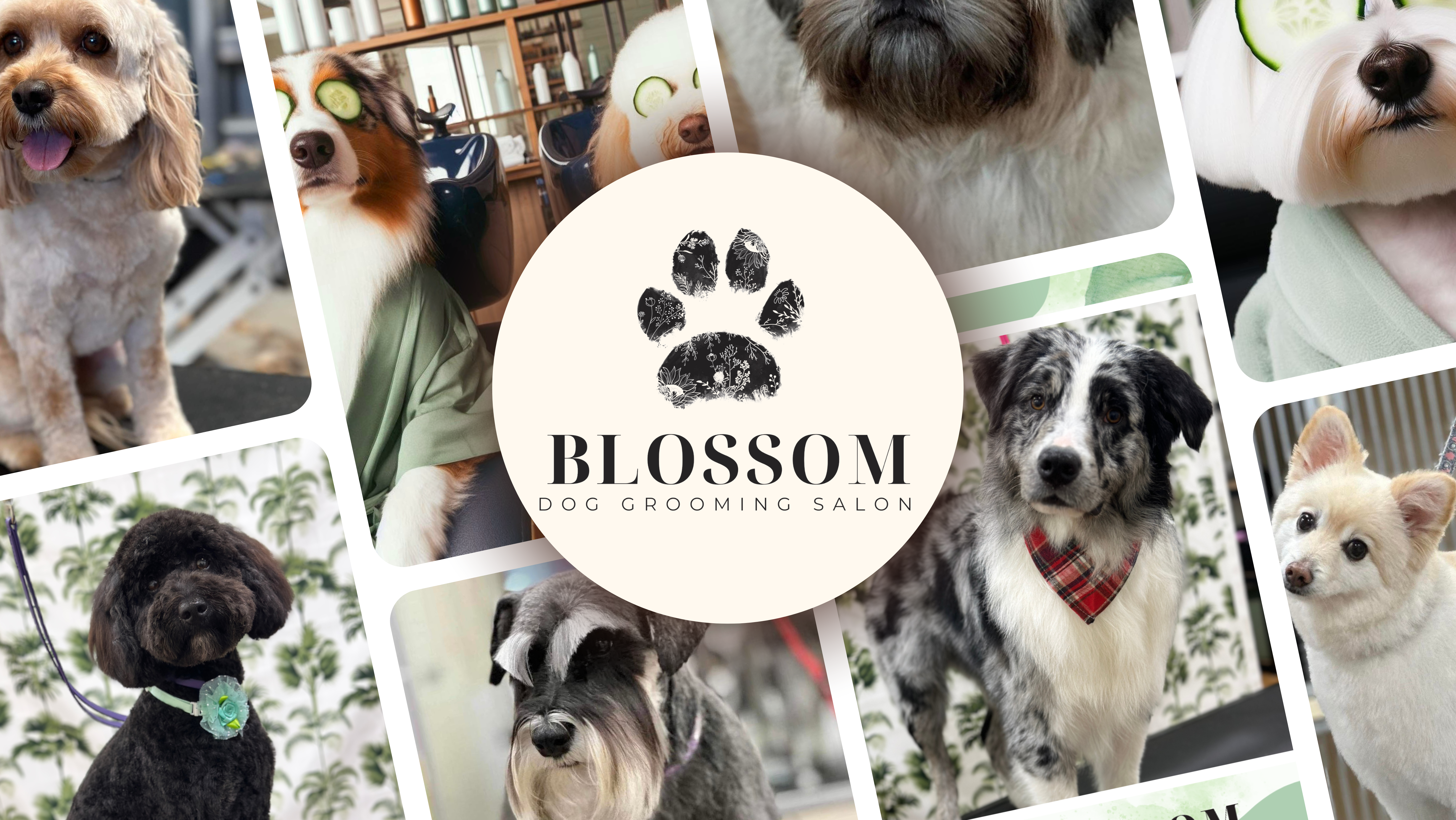 Grooming Profile Zen Dog Grooming The BEST Dog Grooming In