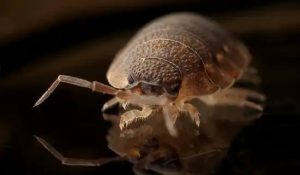 Mackay-QLD-Bed-Bug-Fumigation
