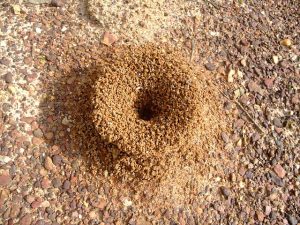 Mackay-QLD-Pest-Control