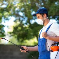 Mackay-QLD-Residential-Pest-Control.jpg