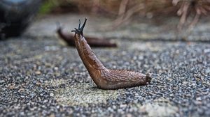 Mackay-QLD-Snail-and-Slug-Prevention.jpg