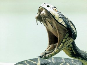 Mackay-QLD-Snake-Prevention.jpg