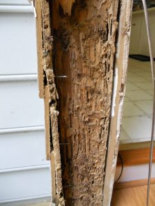 Mackay-QLD-Termite-Inspection