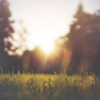 grass-455753_640