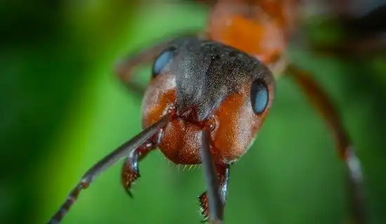 Mackay-QLD-Ant-Removal