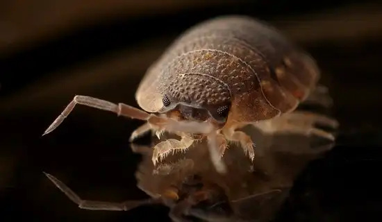 Mackay-QLD-Bed-Bug-Fumigation