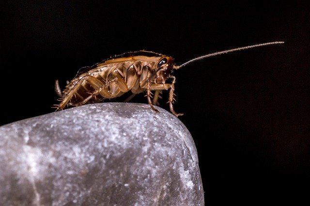 Mackay-QLD-Cockroach-Fumigation