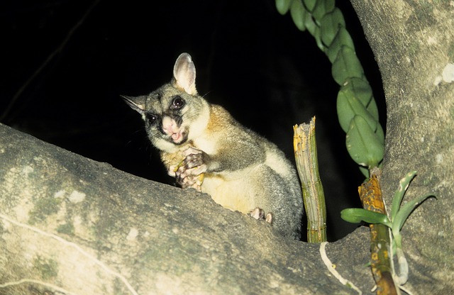Mackay-QLD-Pussum-Removal