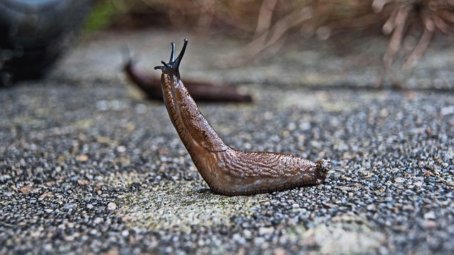 Mackay-QLD-Snail-and-Slug-Prevention