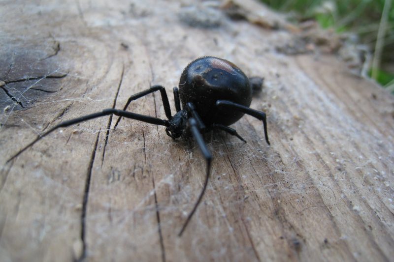Mackay-QLD-Spider-Control
