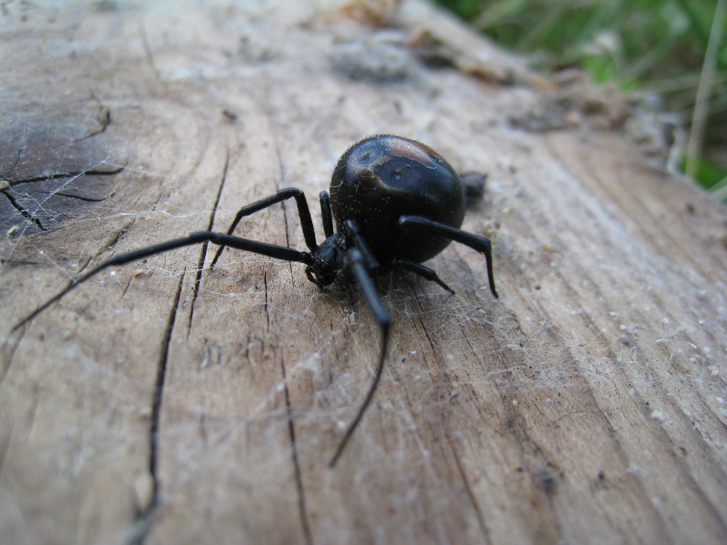Mackay-QLD-Spider-Control