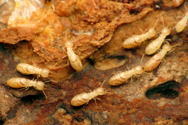 Mackay-QLD-Termite-Inspection