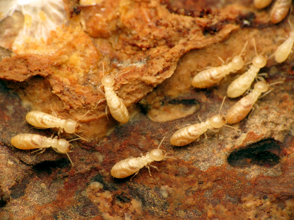 Mackay-QLD-Termite-Inspection