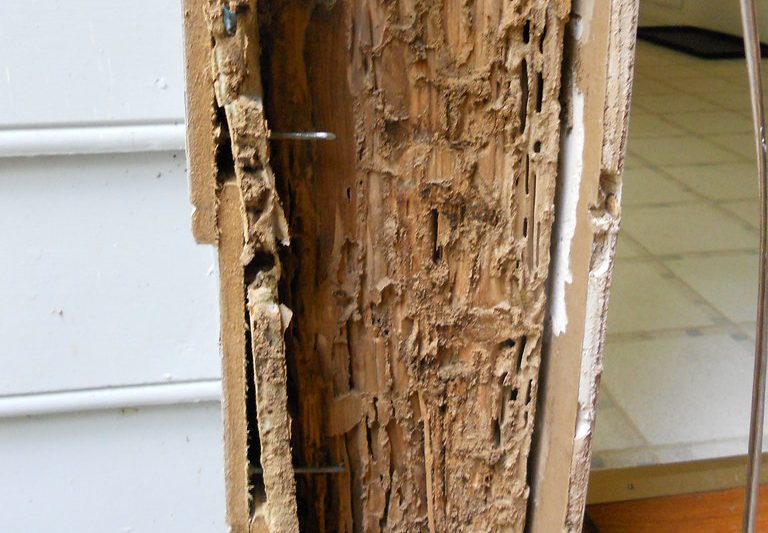 Mackay-QLD-Termite-Inspection