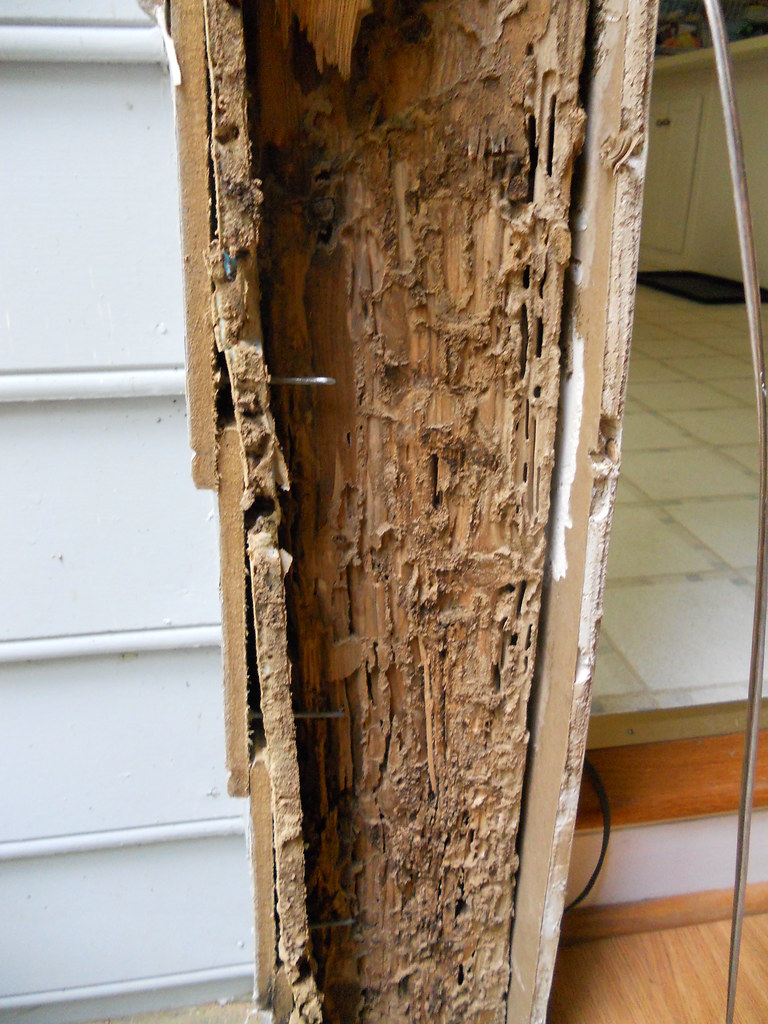 Mackay-QLD-Termite-Inspection