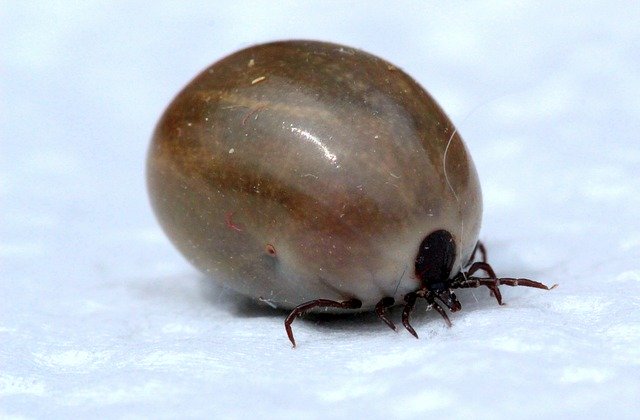 Mackay-QLD-Tick-Prevention