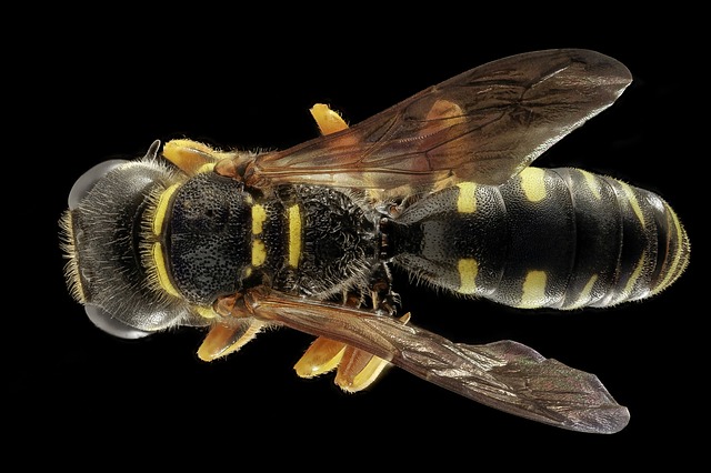 Mackay-QLD-Wasp-Removal
