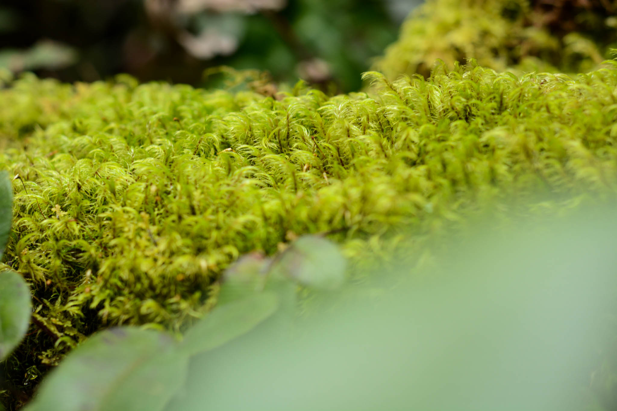 Moss thrives in the rainforesty first part of the trail.