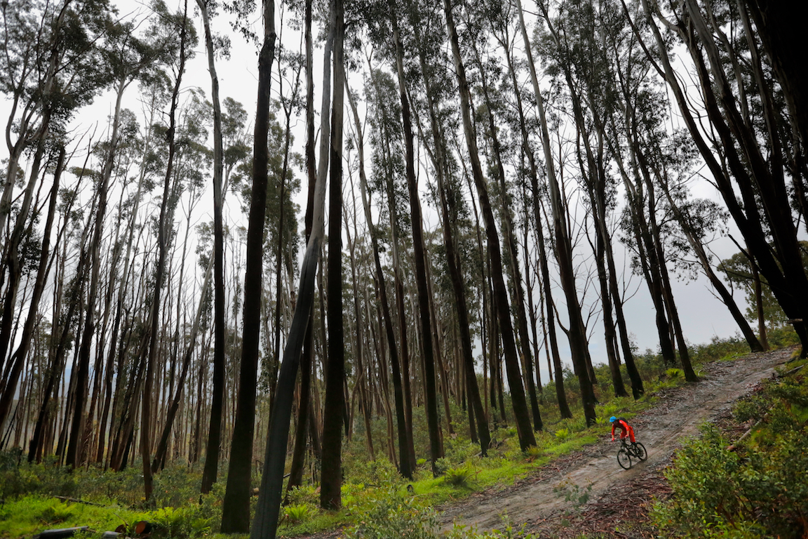 Breaking up the dizzyingly blissful singletrack are numerous linkages to allow your brain to recharge it's froth depleting froth levels.