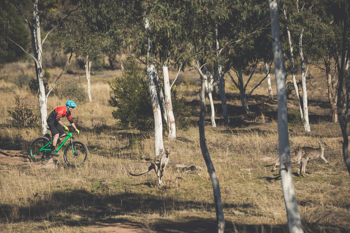 Roo spotting Down Under.