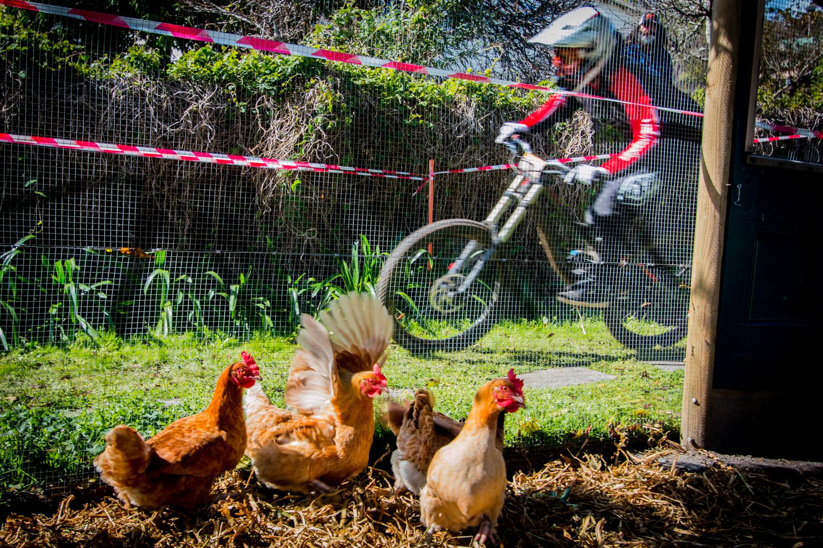 The Downhill track went past the chicken coup. Princess Layer and the Rebhen Alliance were not impressed. 