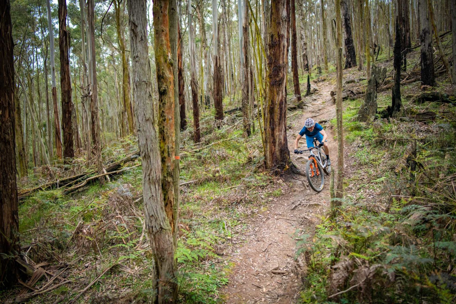 2021 canyon exceed cfr team carbon hardtail