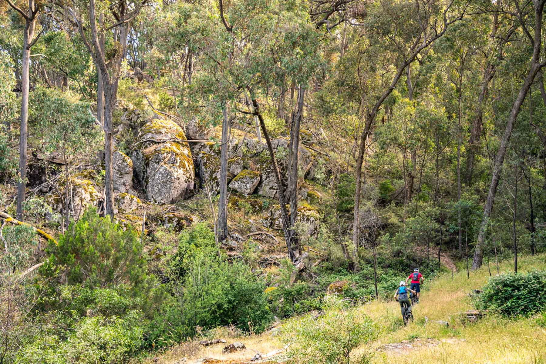 2021 canyon spectral 29 cf 8.0 beechworth