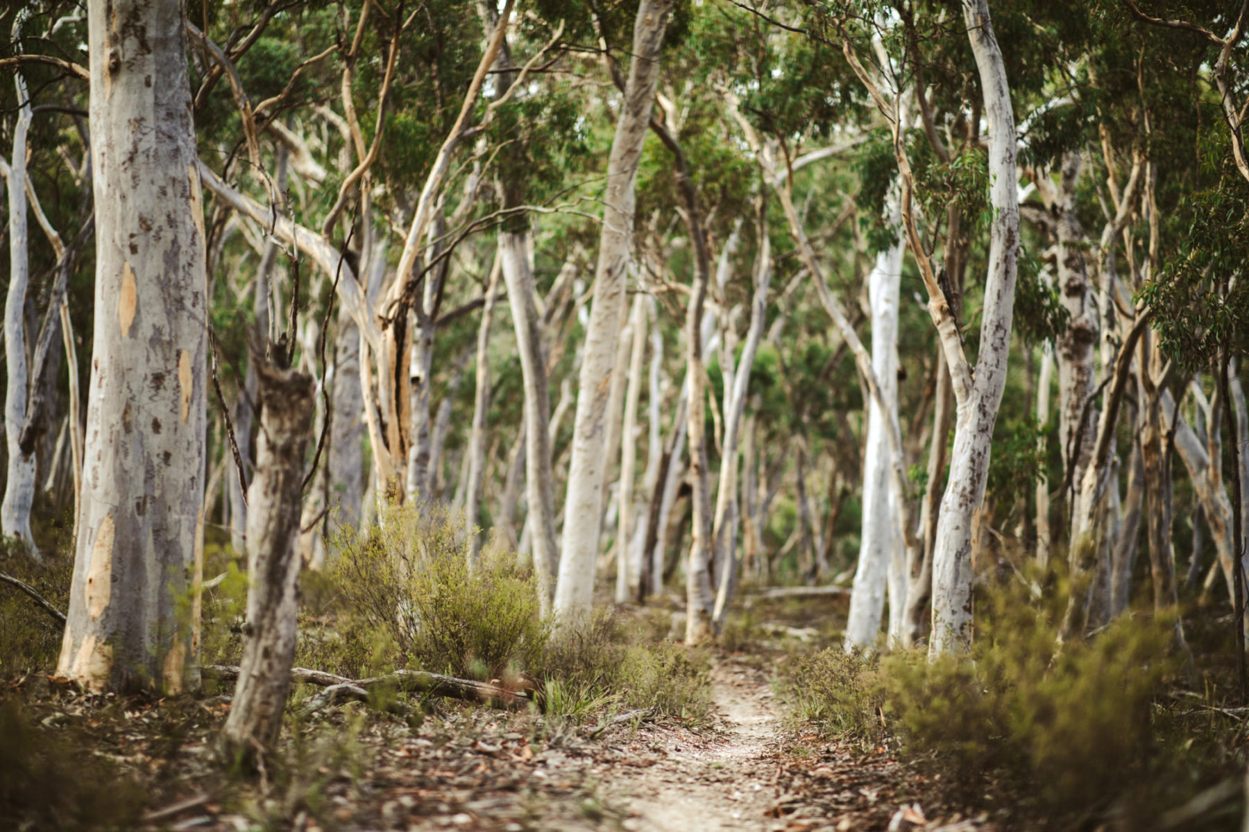 Mount Canobolas