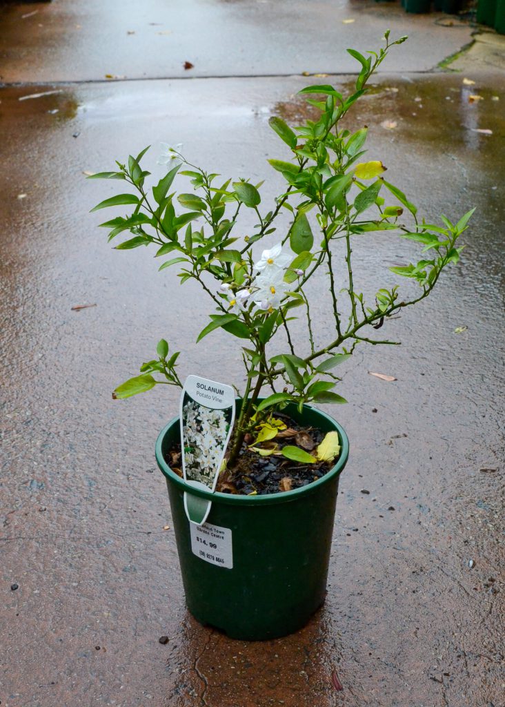 Solanum Potato Vine Guildford Garden Centre