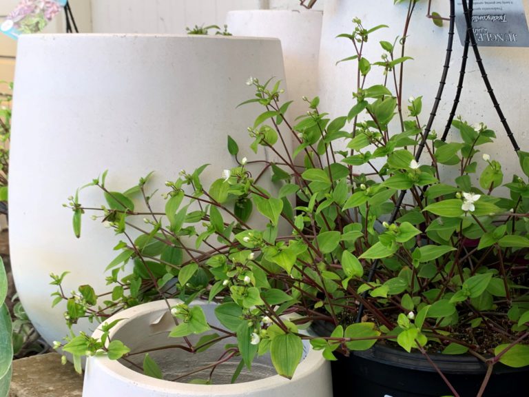 Tradescantia Tahitian Bridal Veil Guildford Garden Centre