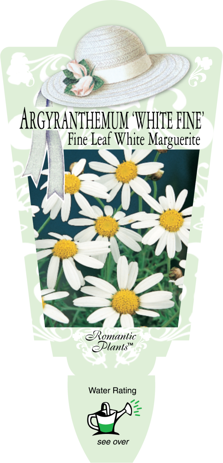 Argyranthemum White Fine Romantic Plants Perth WA Garden Centre
