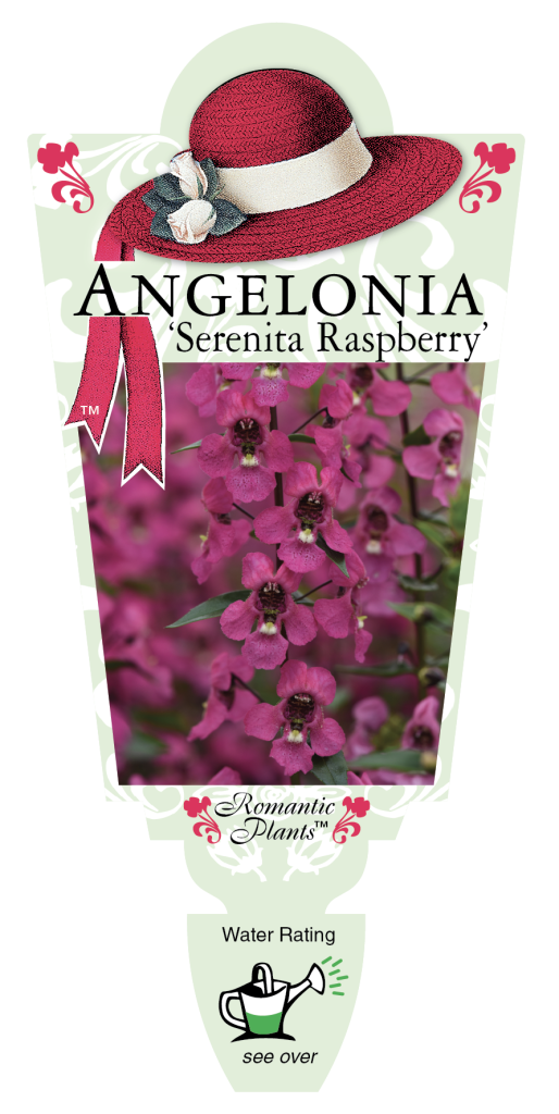 Angelonia Serenita Raspberry Romantic Plants Perth Garden Centre