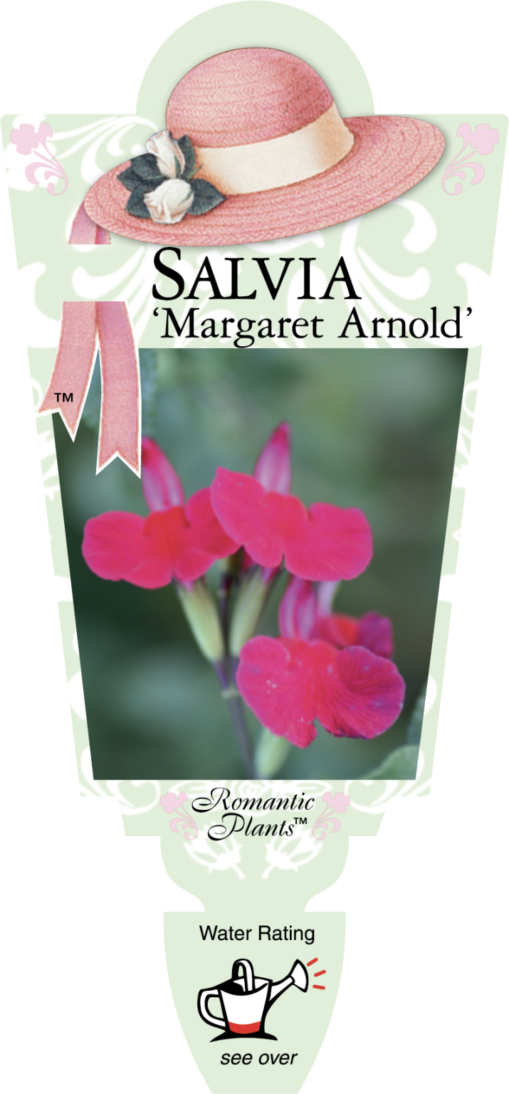 Salvia Margaret Arnold Romantic Plants Perth, WA Garden Centre